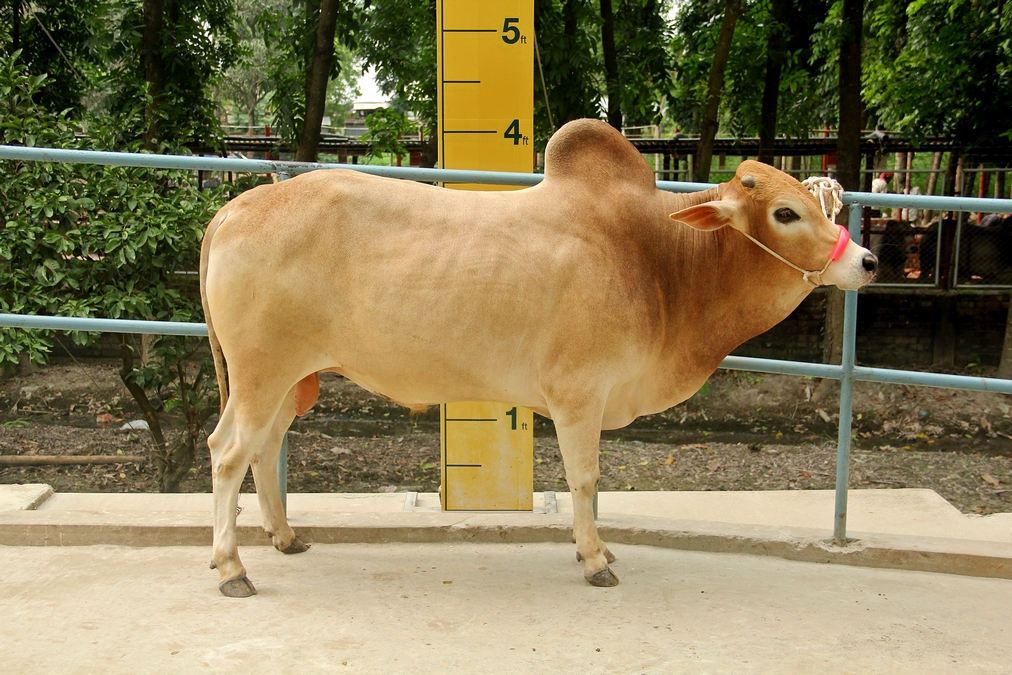 Male - Bull (ষাঁড়)